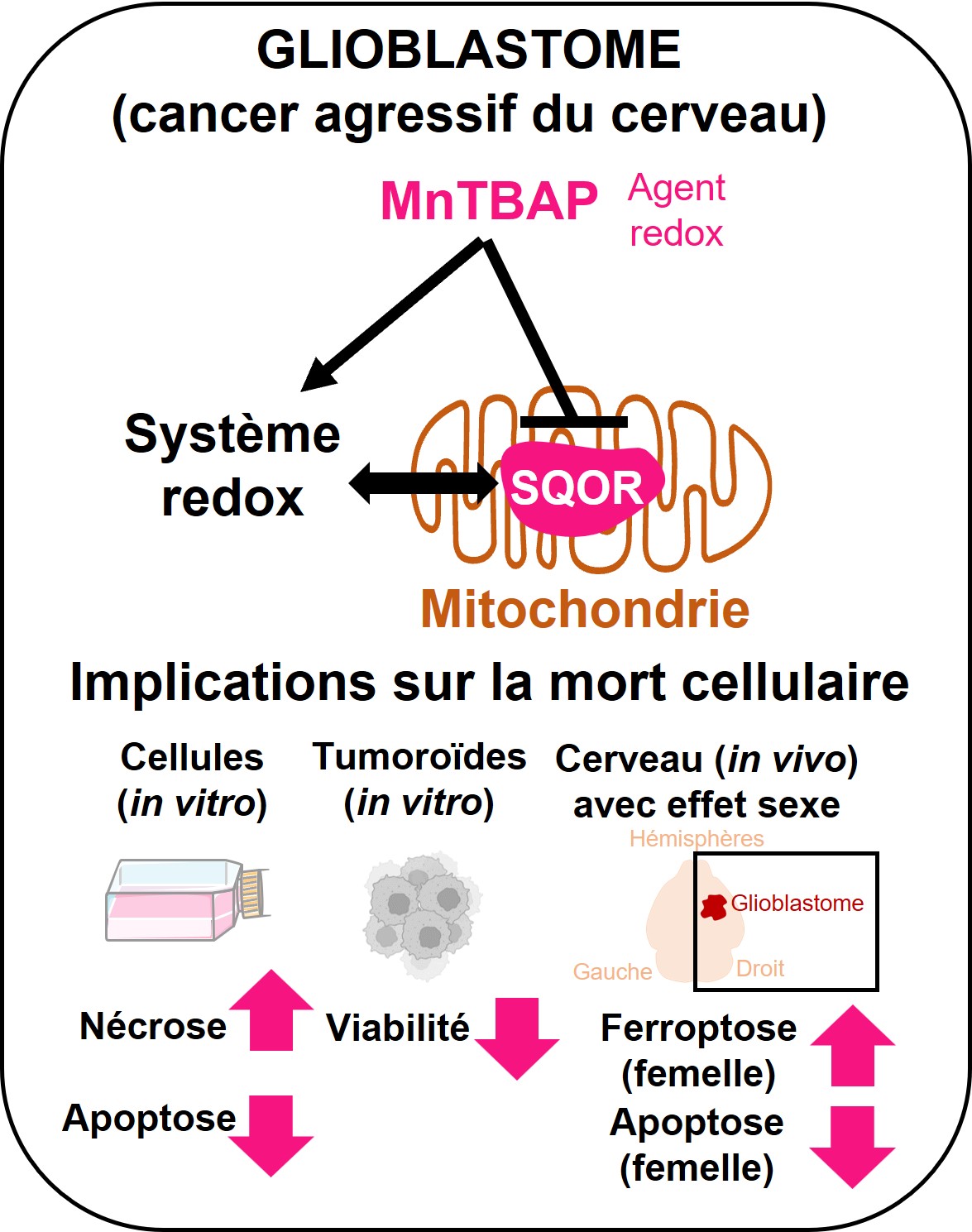 Article Laurent Elise Graphical abstract