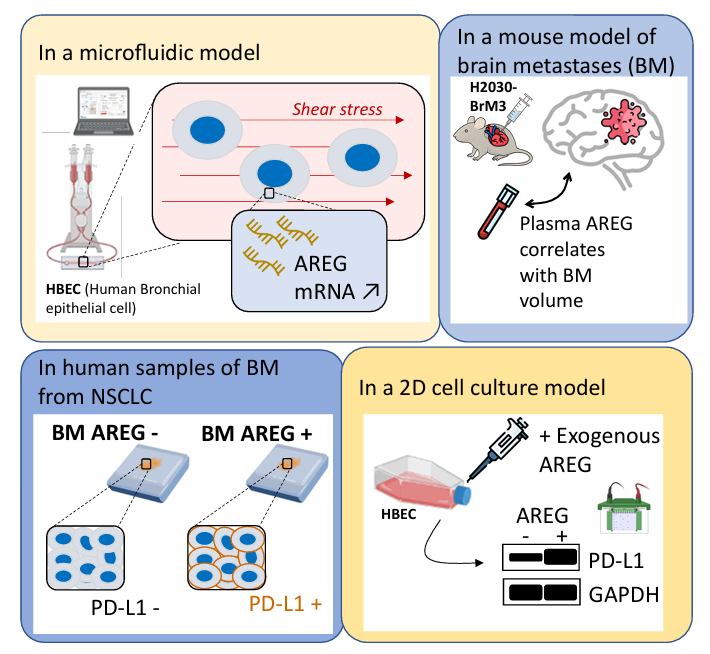 Article dimitri guenaelle 2025