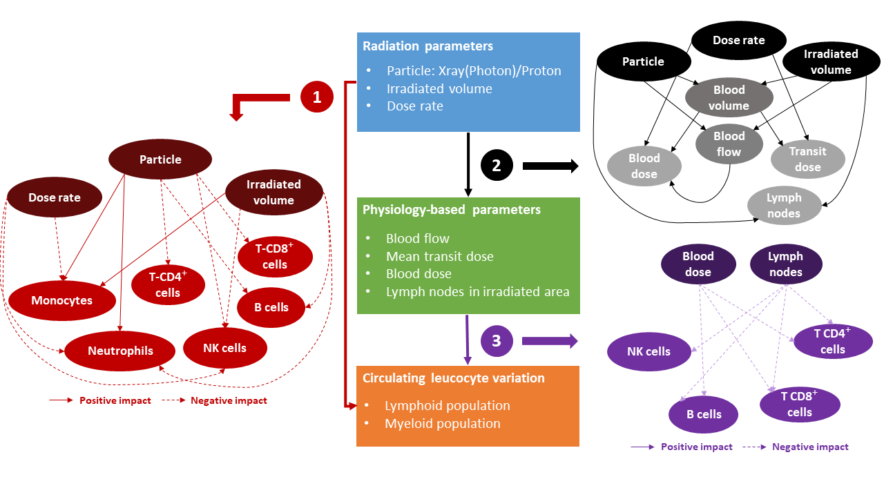 Thao Graphical abstract IJRB